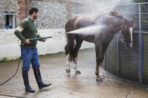 Человек поливает чистокровного коня — стоковое фото