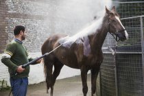 Человек поливает чистокровного коня — стоковое фото