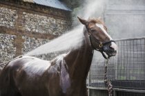Чистокровная лошадь, которую поливают водой. — стоковое фото