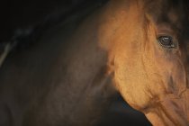 Cavallo purosangue baia — Foto stock