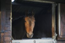 Thoroughbred bay horse — Stock Photo