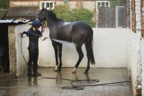 Femme lavage cheval brun — Photo de stock