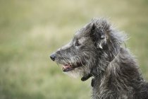 Scottish Deerhound sitting in field. — Stock Photo