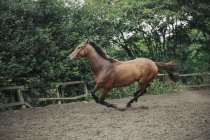 Бей чистокровный скаковой конь в загоне — стоковое фото