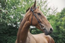 Baia purosangue cavallo da corsa in paddock — Foto stock