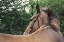 Бей лошадь в узде в загоне — стоковое фото