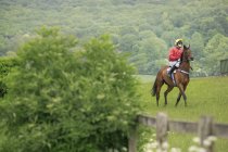 Jockey sobre caballo de carreras - foto de stock