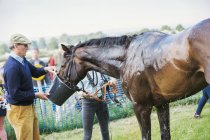 Homem segurando balde para suar cavalo — Fotografia de Stock