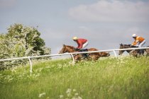 Dos jinetes en caballos de carreras - foto de stock