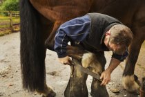 Hufschmied feilt Hufe von Pferd — Stockfoto