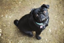 Small black pug looking up — Stock Photo