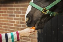 Personne qui donne de la carotte au cheval — Photo de stock