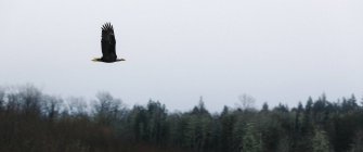 Eagle flying over forest — Stock Photo