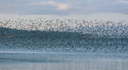 Bandada de aves volando sobre el lago - foto de stock