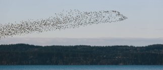 Bandada de aves que sobrevuelan el bosque - foto de stock