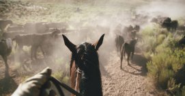 Perspektive eines Cowboys zu Pferd — Stockfoto