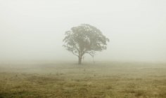 Baum im nebligen Feld — Stockfoto
