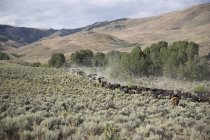 Pâturage du bétail dans la brume dans le paysage rural — Photo de stock