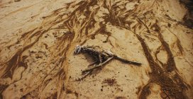 Squelette sur la plage de sable fin — Photo de stock
