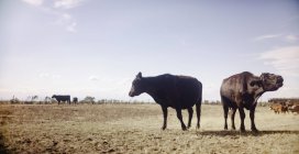 Vacas em matagal rural — Fotografia de Stock