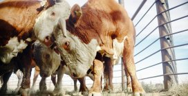 Grupo de bovinos butting — Fotografia de Stock