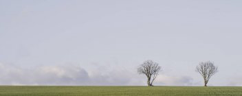 Deux arbres poussant dans les champs — Photo de stock
