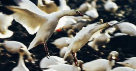 Flock of snow geese landing — Stock Photo