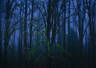 Árvores cobertas de musgo na floresta — Fotografia de Stock