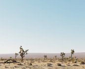 Cactus trees growing in desert — Stock Photo