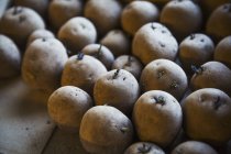 Primo piano del germogliamento delle patate . — Foto stock