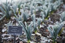 Лук-порей растет в саду зимой — стоковое фото