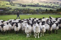 Granjero vigilando rebaño de ovejas - foto de stock
