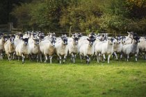 Большое стадо овец — стоковое фото