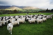 Grande gregge di pecore — Foto stock