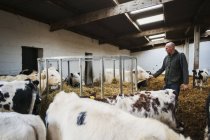 Фермер и стадо коров — стоковое фото
