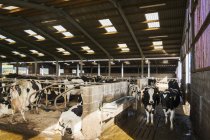 Vaches dans une grange en hiver — Photo de stock