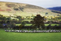 Grand troupeau de moutons — Photo de stock