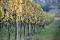 Trauben an Weinreben im Weinberg — Stockfoto