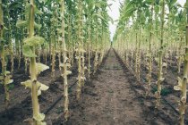 Field tobacco planted in straight rows — Stock Photo