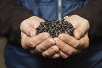 Human hands holding juniper berries — Stock Photo