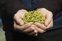 Human hands holding cardamom pods — Stock Photo