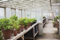 Interior view of the greenhouse — Stock Photo