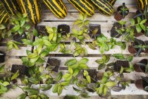 Pflanztöpfe mit Setzlingen — Stockfoto