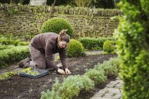 Mujer plantando plántulas - foto de stock