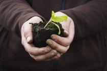 Human hands holding a seedling — Stock Photo