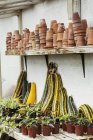 Shelves with terracotta plant pots — Stock Photo