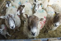 Flock of sheep in a stable — Stock Photo