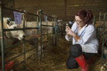 Woman standing a stable next to a sheep pen — Stock Photo