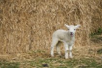 Newborn lamb standing outdoors — Stock Photo