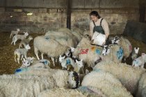 Woman feeding flock of sheep — Stock Photo